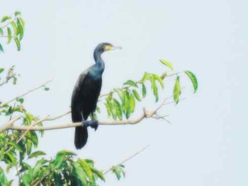 家禽驯化之源之四