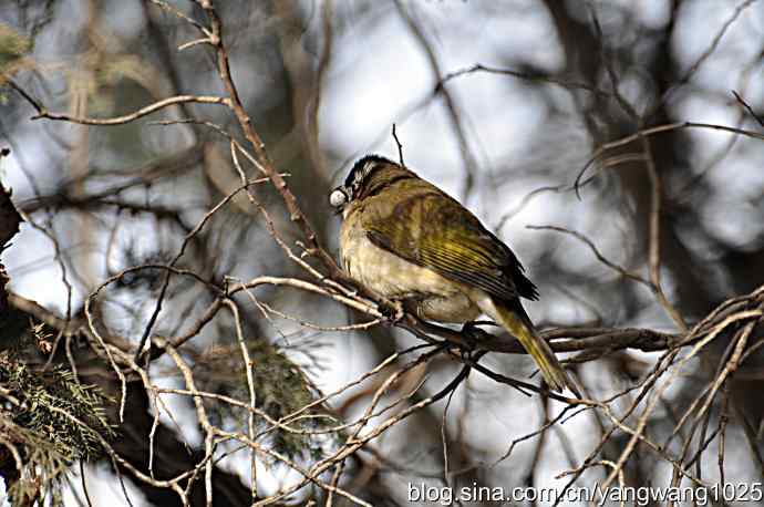 北京天坛公园的鸟类——柏树籽充饥的白头鹎