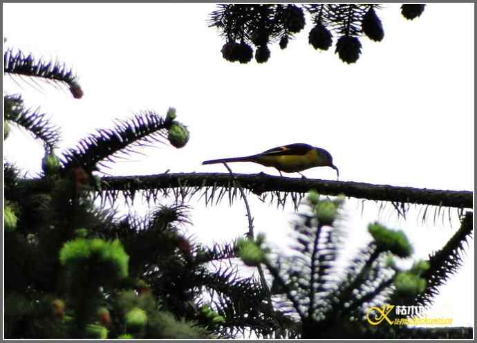 瓦屋山拍鸟（瓦屋山系列三）【照片】