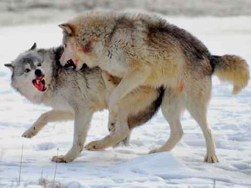 狈：传说的兽原型探秘（狼）