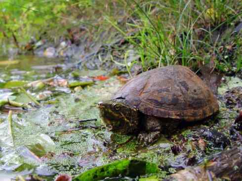玄武:传说的兽原型探秘(平胸龟) 玄武:传说的兽原型探秘(平胸龟)