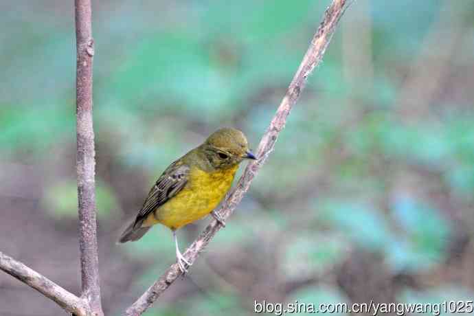 雌性绿背姬鶲（19）