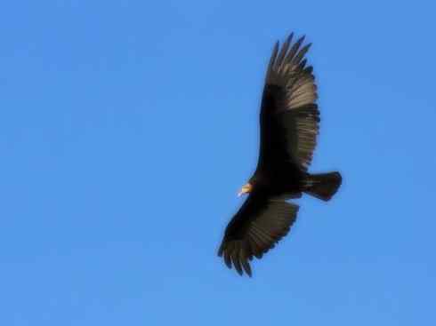 另类鸟类建筑师之一（白鹳、秃鹳）