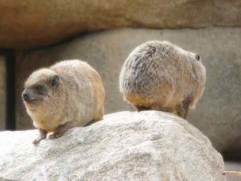 动物世界:山寨还是原创之十 动物世界:山寨还是原创之十