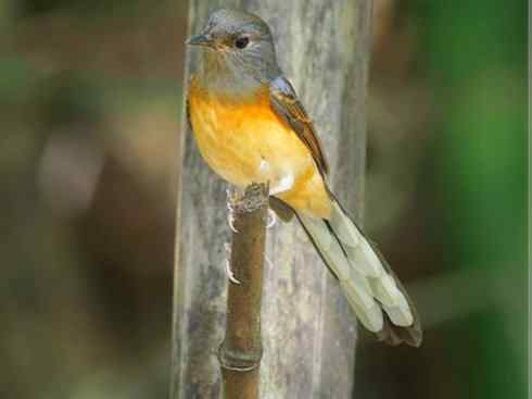 家禽驯化之源之二十五（绣眼鸟、鹊鸲四喜）