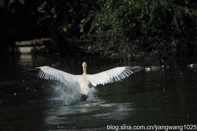 再拍大鹈鹕 wbr9