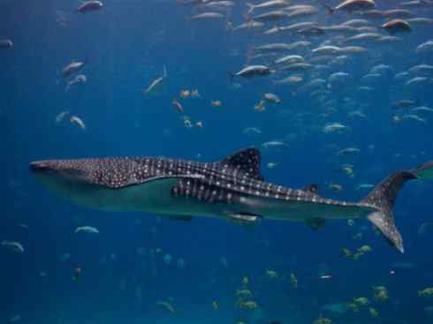 鱼类活化石：矛尾鱼