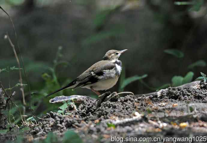 山鹡鸰(1) 山鹡鸰(1)