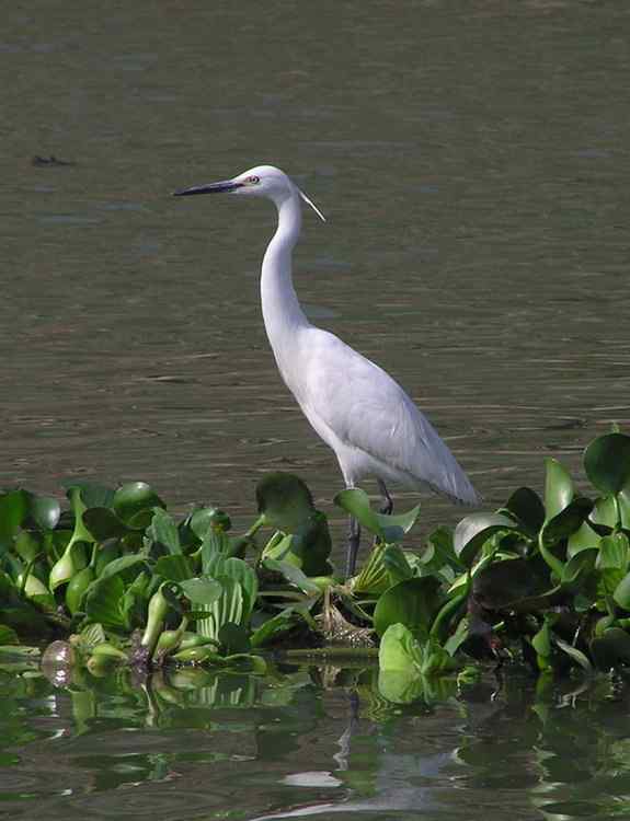 武汉观鸟会初级观鸟讲座[第13课]——白衣仙子，各种白鹭的区别辨识
