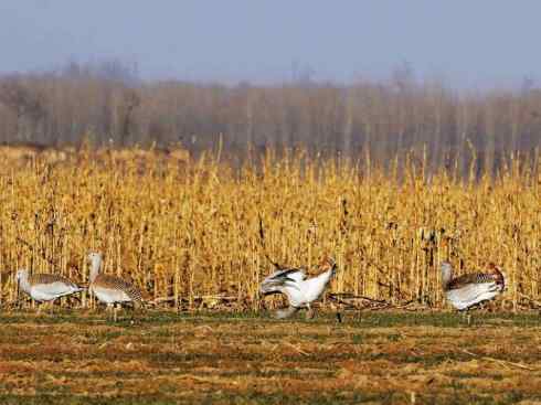 鸟类之最：大鸨