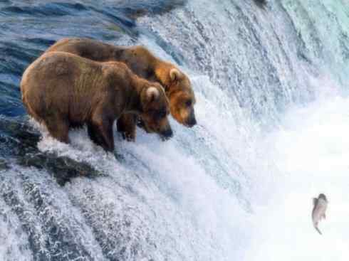 自然奇观：动物大迁徙(大马哈鱼)