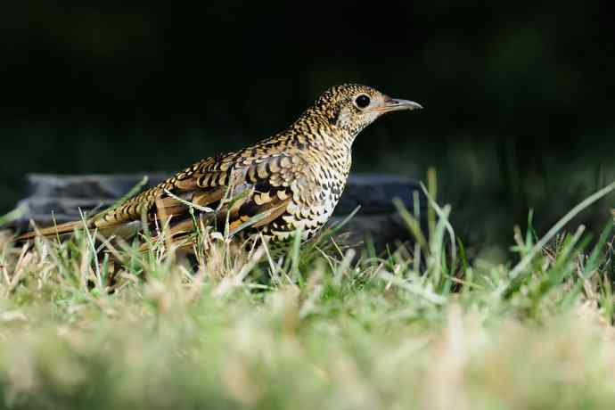 鸫鸟之最：虎斑地鸫