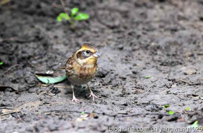 雌性黄喉鹀（1）