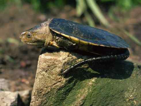 玄武:传说的兽原型探秘(平胸龟) 玄武:传说的兽原型探秘(平胸龟)