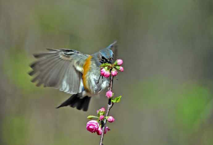 雄性红胁蓝尾鸲（10）