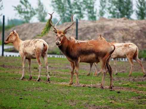 麒麟：传说的兽原型探秘（麋鹿）