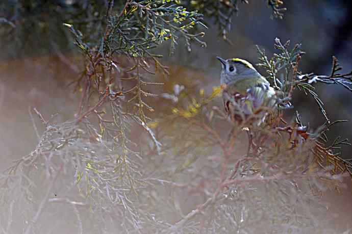 柏树丛中的小鸟