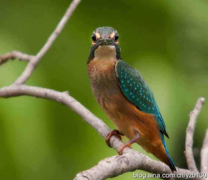 小翠吃蛙（组图，8张图片）