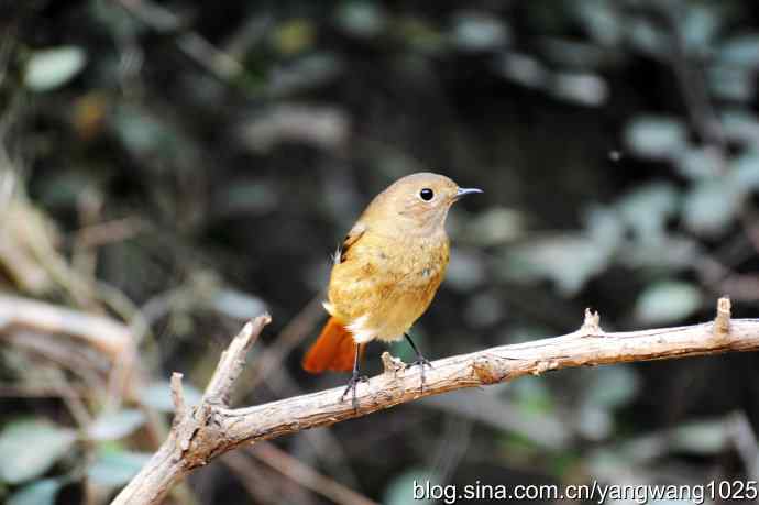 雌性北红尾鸲（3）