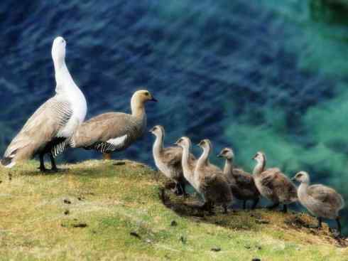 白头鸟系列:另类的美丽8 白头鸟系列:另类的美丽8
