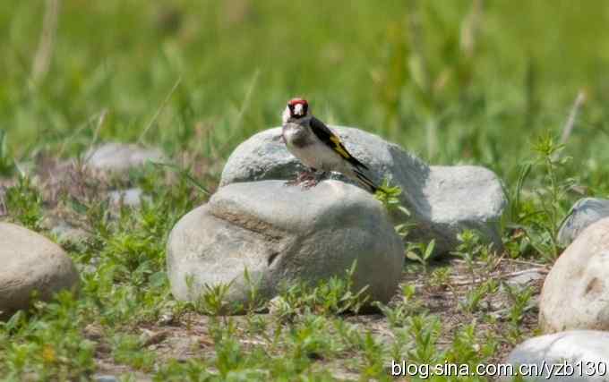 漂亮的红额金翅（组图，）