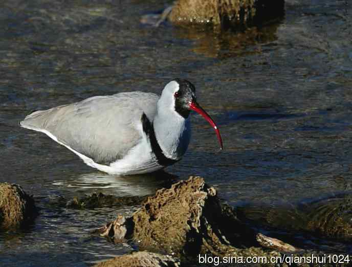 再遇鹮嘴.喜出望外
