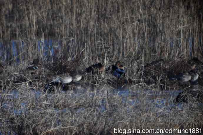 群鸭飞舞贺新岁 群鸭飞舞贺新岁