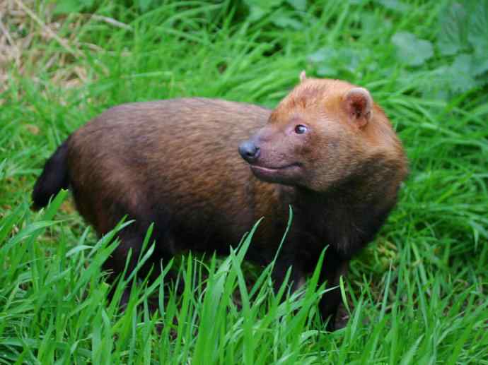 犬科：薮犬亚科薮犬属之薮犬