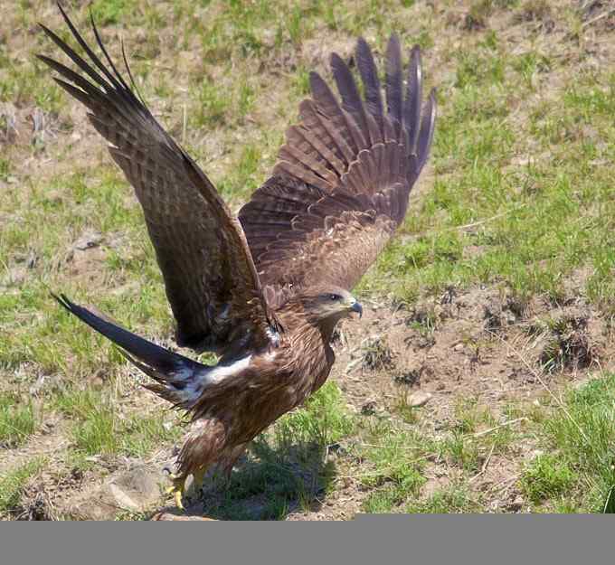 黑鸢？黑耳鸢？（组图，3张图片）