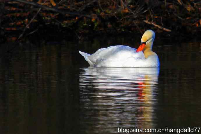 疣鼻天鹅(4) 疣鼻天鹅(4)