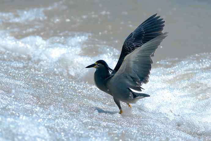 潮河渔郎绿鹭鸶☆★ 潮河渔郎绿鹭鸶☆★