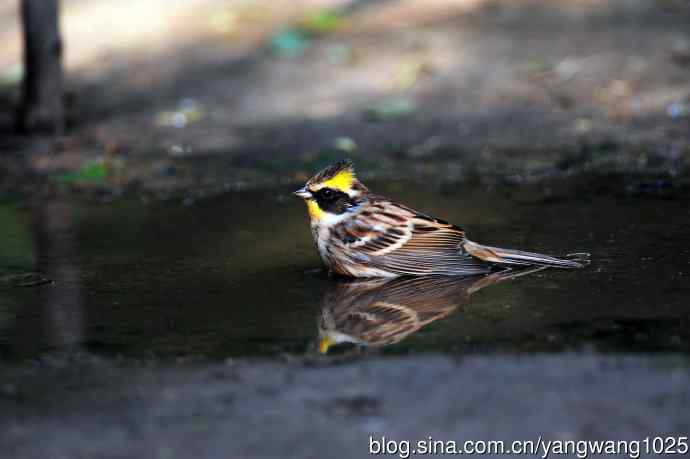雌性黄喉鹀(6) 雌性黄喉鹀(6)
