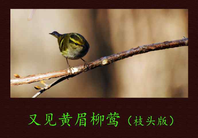 又见黄眉柳莺（枝头版）