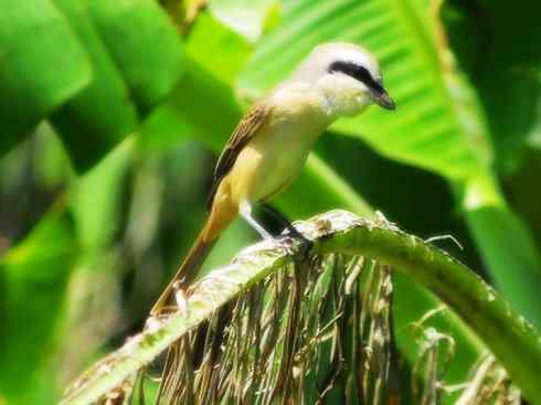 天生猎手：非猛禽类猎手之二（雀鸟也是屠夫——伯劳）