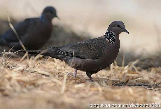 赤颈鸫和珠颈斑鸠