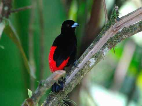 极品红色鸟类：巴西仲嘴雀