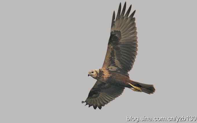 群英会与千里走单骑(组图) 群英会与千里走单骑(组图)