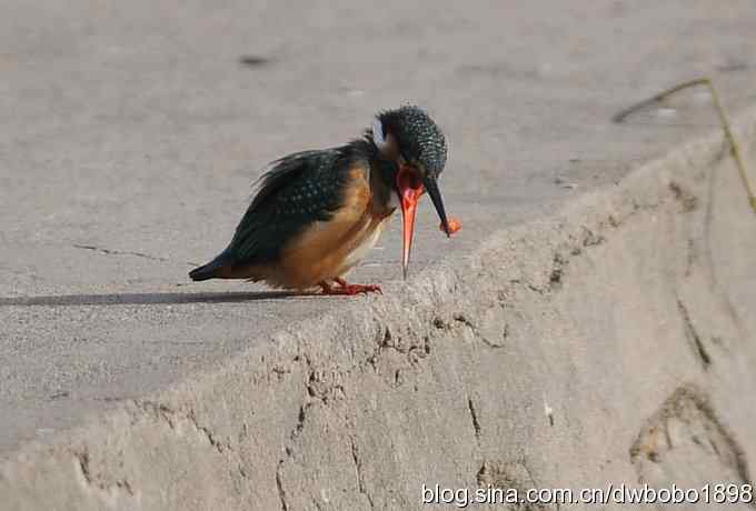 新年第一炮：小翠抓虾