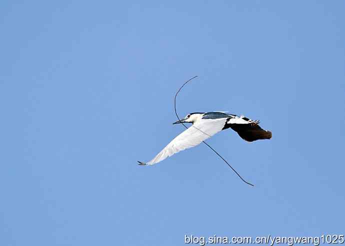 飞(夜鹭)19 飞(夜鹭)19