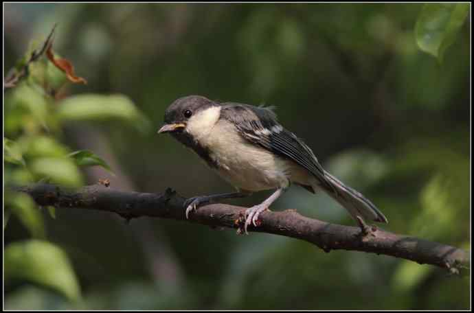 大山雀有儿初长成