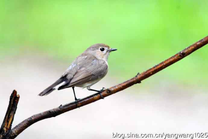雌性绿背姬鶲（4）