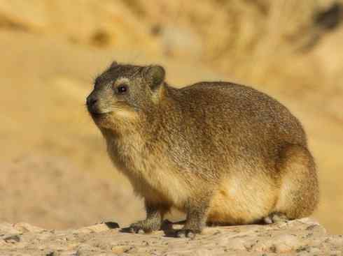 动物世界：山寨还是原创之十