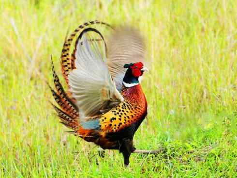 凤凰：传说的鸟原型探秘（雉鸡）