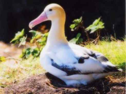 鸟类之最：漂泊信天翁