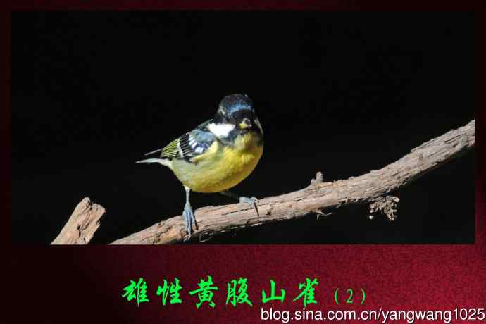 雄性黄腹山雀（2）