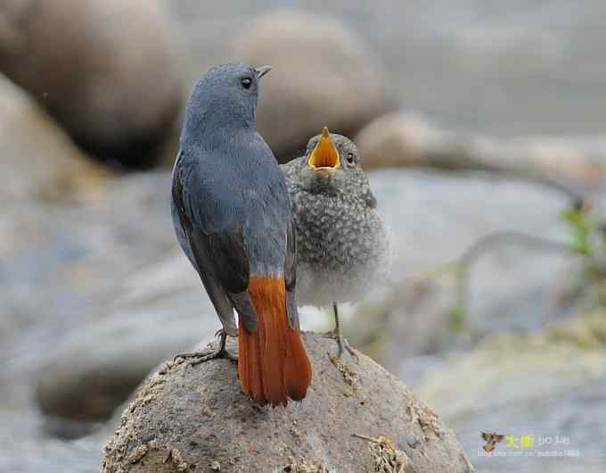父爱如山：实拍红尾水鸲和它的四个宝宝们