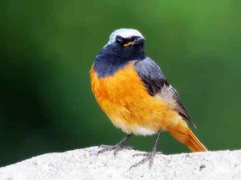 美丽无罪:雀鸟之红尾鸲 美丽无罪:雀鸟之红尾鸲