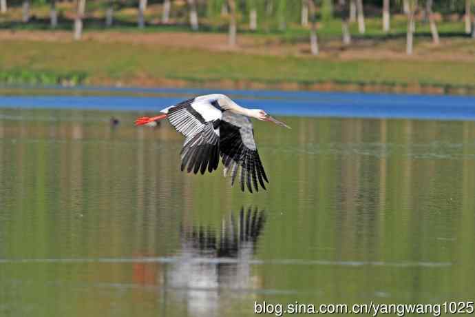 寻鱼觅食的东方白鹳 寻鱼觅食的东方白鹳