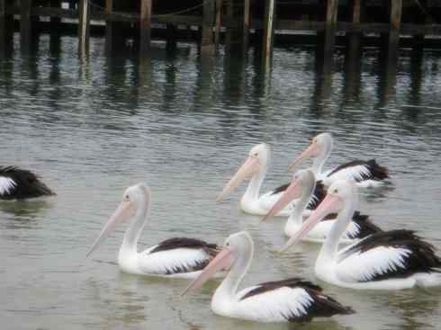 白头鸟系列：另类的美丽10（海鸥）