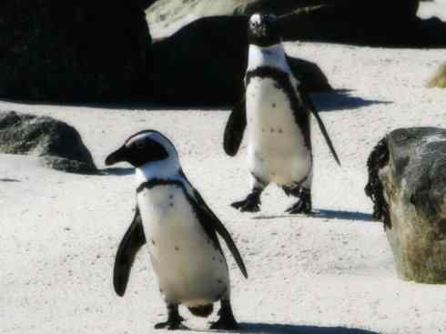 鸟类之最:巴布亚企鹅 鸟类之最:巴布亚企鹅
